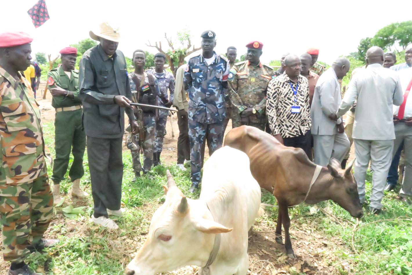 cattle agreement rokon
